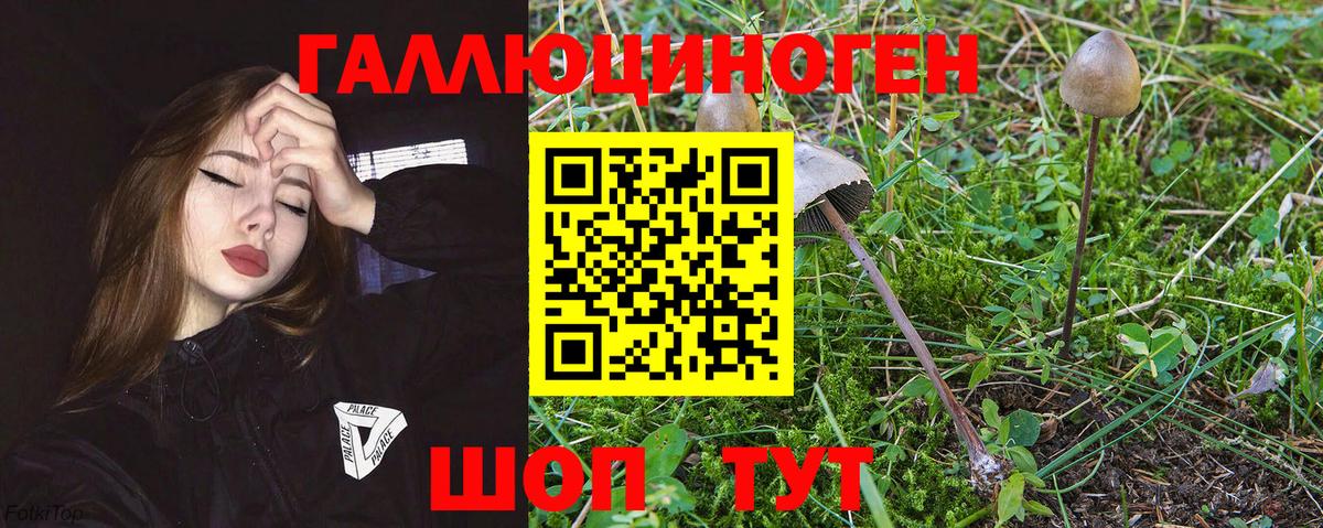 Псилоцибиновые грибы GOLDEN TEACHER  Галлюциногенные грибы Psilocybine cubensis  Вход с VPN  Малоярославец 